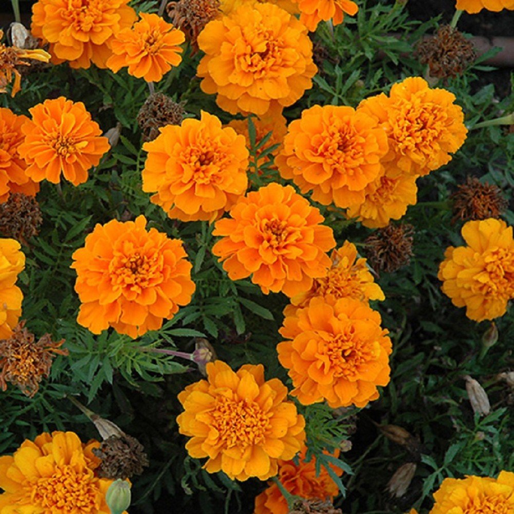 Creative Farmer Flower Seeds : Marigold Gulzafri Orange Flower Seeds - Bulk Pack Purpose (B01M021P4J) Amazon Price History, Amazon Price Tracker