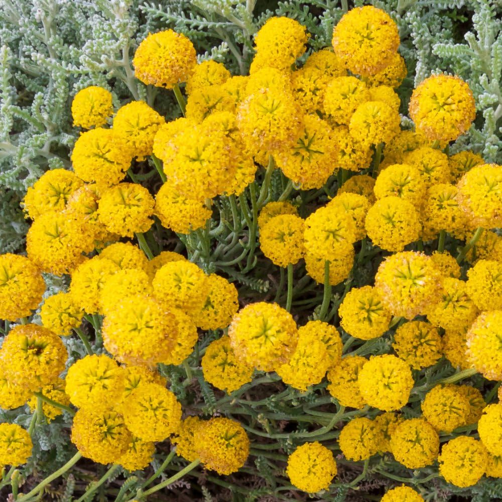 Santolina Chamaecyparissus - Cotton Lavender Shrub with Silver Ferny Foliage and Yellow Button Flowers, Ideal for Mediterranean Gardens and Containers - 1x 2 Litre Potted Plant by Thompson & Morgan