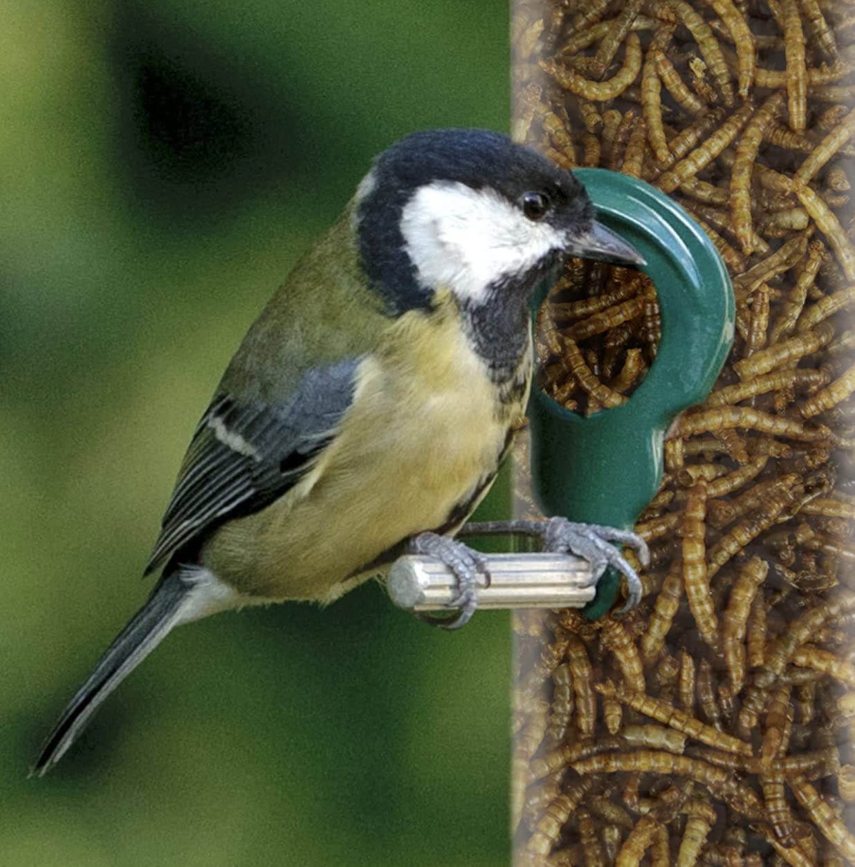 Buy Maltbys' Stores 1904 Limited Dried Mealworms 5kg Premium