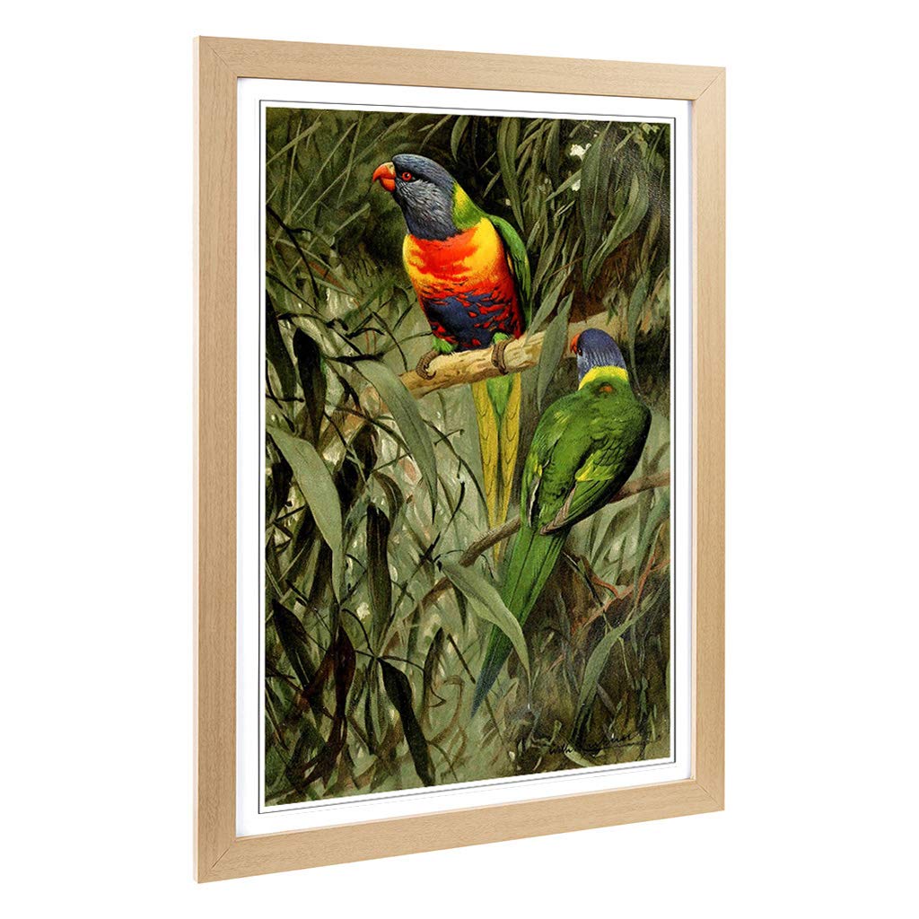 Big Box Art Framed Print of Vintage W Kuhnert Rainbow Lorikeet Design | Wall Art Picture | Home Decor for Kitchen, Living Room, Bedroom, Hallway, Oak, A2 / 24.5x18 Inch / 62x45cm