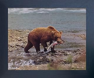Impact Posters Gallery Framed Wall Decoration Picture Wild Grizzly Bear Animal Wildlife Art Print