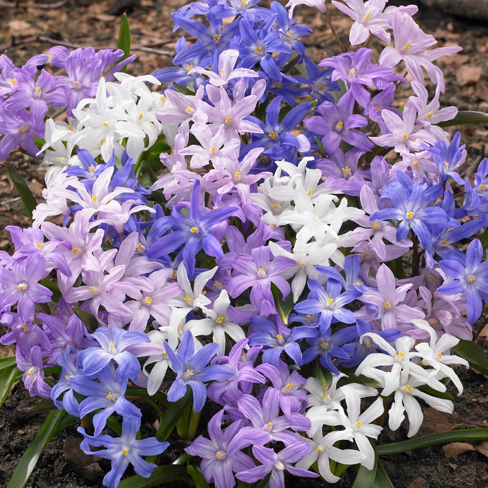 YouGarden Chionodoxa lucilaea, Glory of the Snow, 120 x Bulbs, Size 4/5, Ready to Plant, Early Spring Flowering Garden Plants, Containers or Border, Bed Variety
