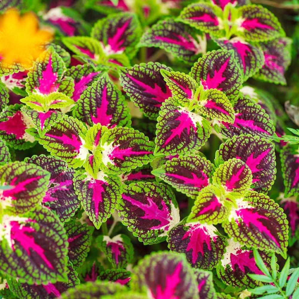 150+Coleus Rainbow Mix Seeds for Planting Outdoor-Beautiful Flower Plant in Your Home Garden Indoors or Outdoors Attractive and Colorful - Image 2