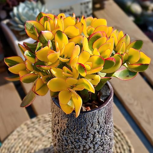 Miniatura 2 de Sprout N Green Golden Jade - Crassula Ovata 'Hummel Sunset', rara planta suculenta linda totalmente enraizada en maceta de 2 pulgadas