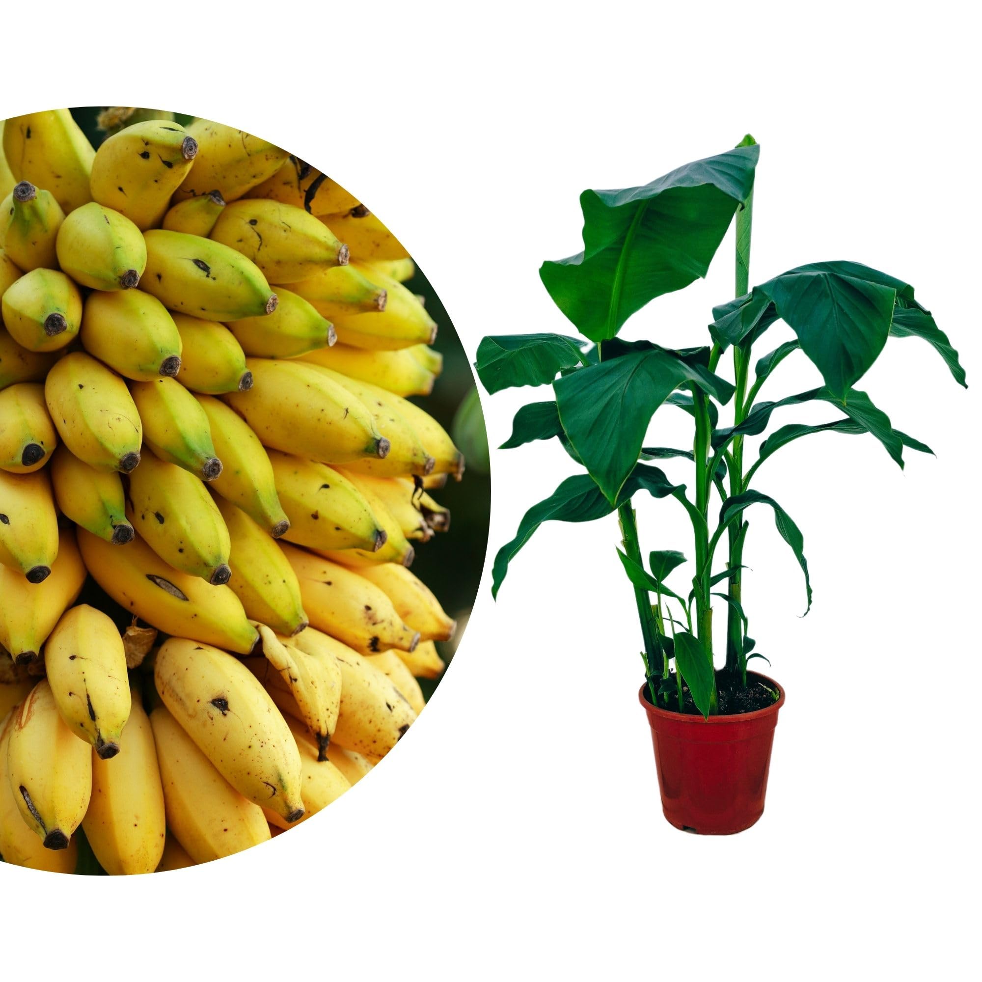 Meine Orangerie - Winterharte Banane Musa basjoo - ca. 110-130 cm inkl.  Topf - exotische Bananenstaude im 20 cm Topf - Bananenpflanze fr Garten,  ...