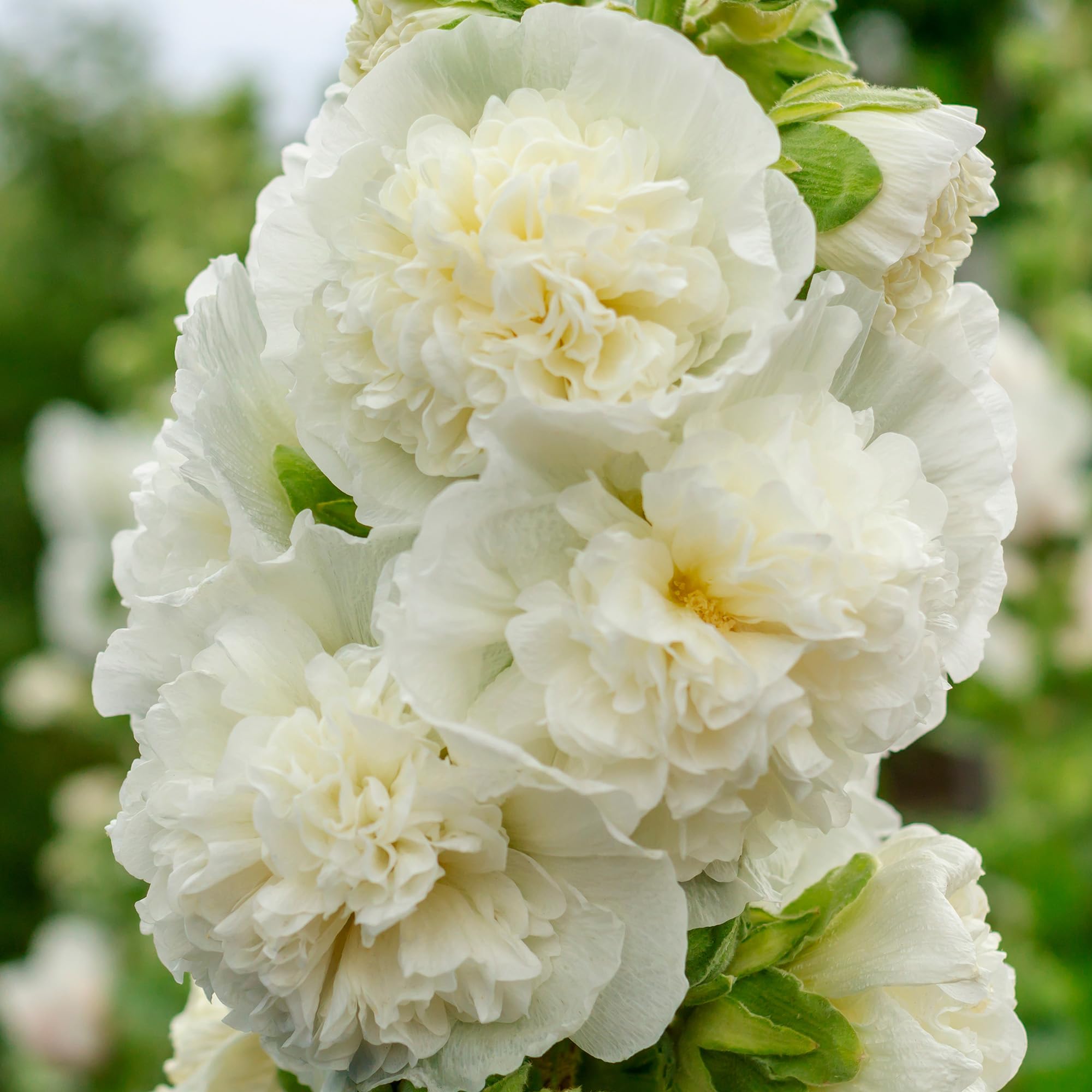 Alcea Double White - Hollyhock Border Plants Outdoor Garden Ready - Summer Flowering Plants for Patio Pots or Outdoor Garden Bed - Flowers to Plant for Bees and Butterflies (2 Litre Pot, 30-50cm)