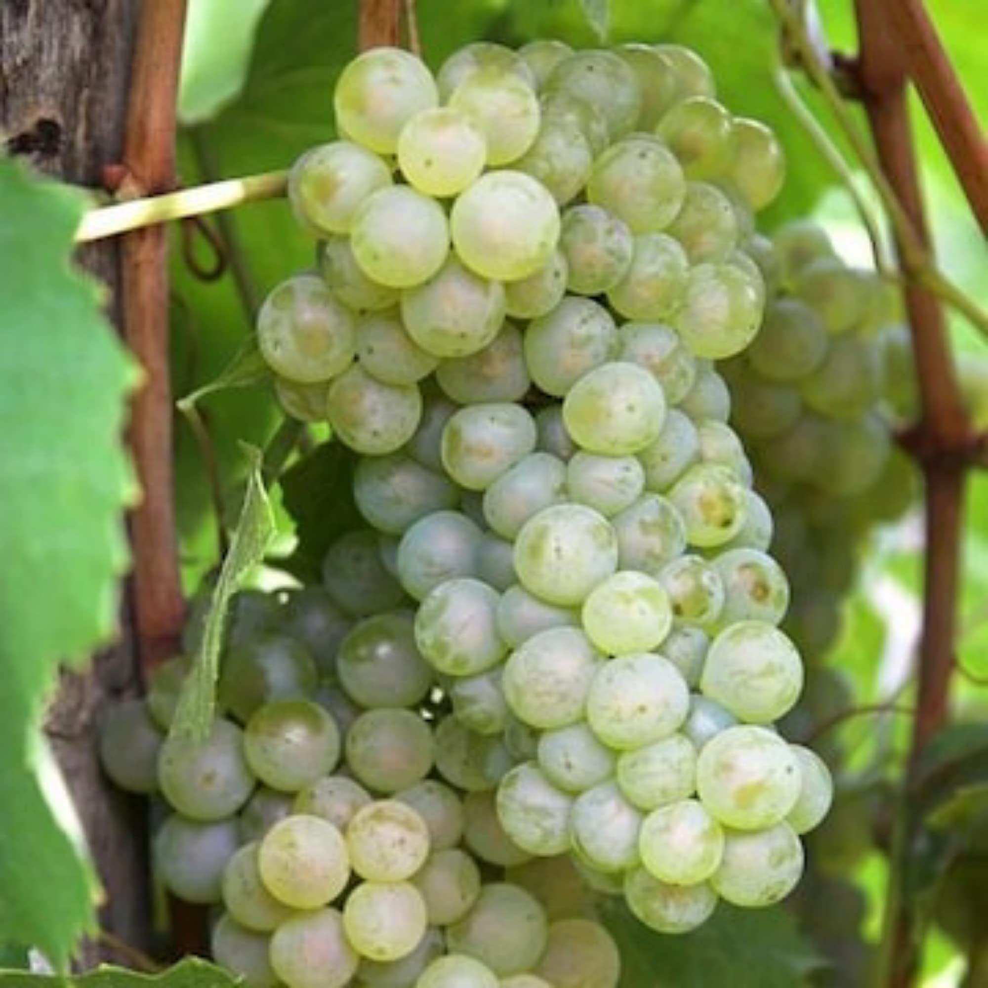 See full amazon price history chart for Guruji Plantation Grape Plant Garden Live Plant Nursery Outdoor Living Plant (Arka Shweta Grape Plant) Guruji Plantation Grape Plant Garden Live Plant Nursery Outdoor Living Plant (Arka Shweta Grape Plant) (B0BXJ54LWR) Amazon Price History, Amazon Price Tracker