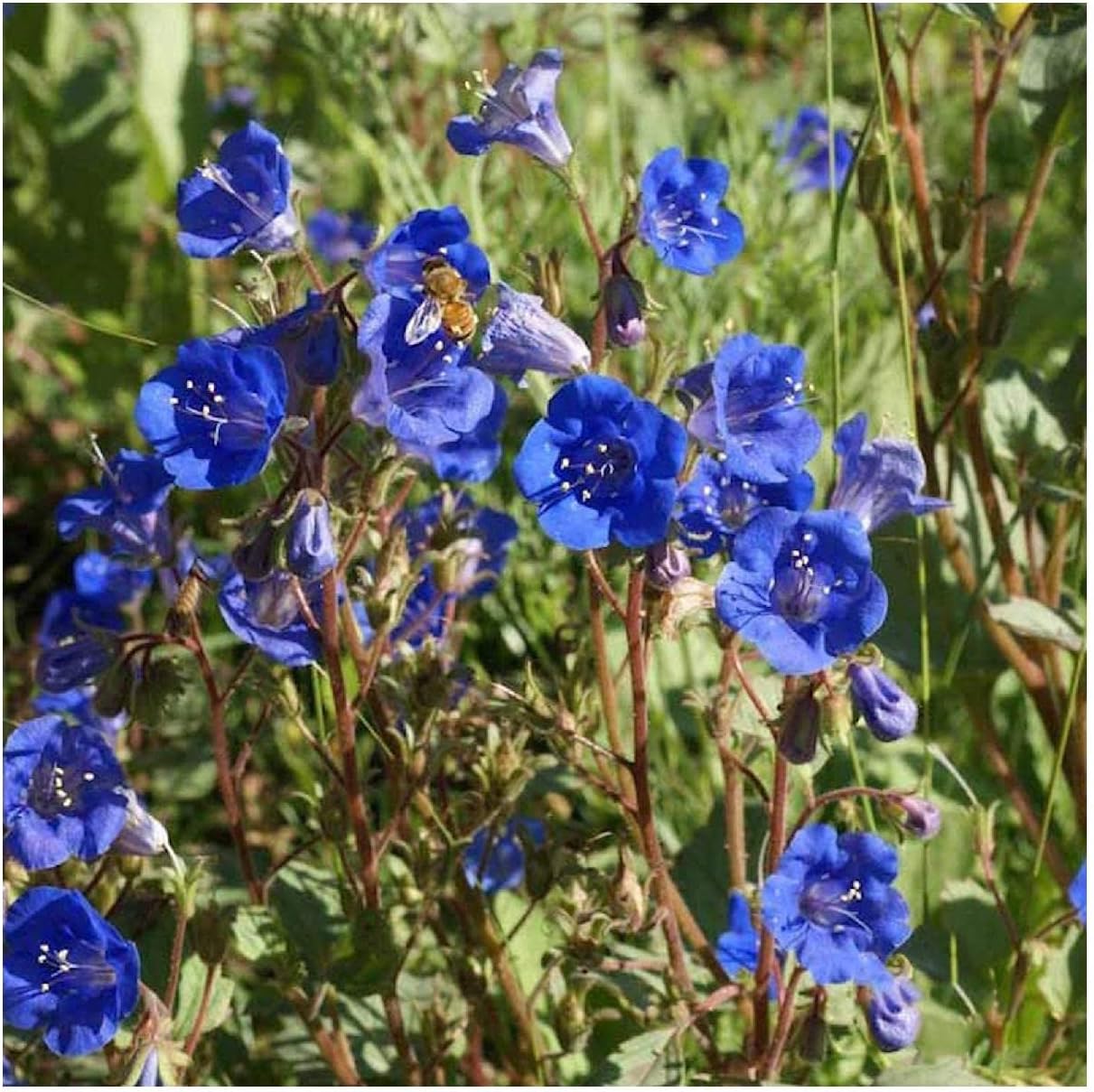 Everwilde Farms - 1 Lb California Bluebell Native Wildflower Seeds - Gold Vault