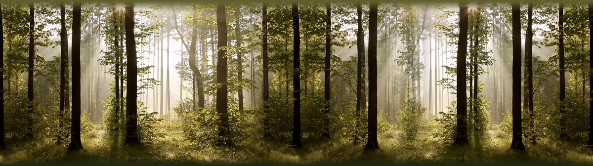 AG Design Selbstklebende Bordüre Wald, WB 8214 | Wasserfest Dekoration für Wände, Möbel, Tapeten, Wandverkleidungen und Türen, Folie, Mehrfarbig | Breite 500 cm x Höhe 13.8 cm