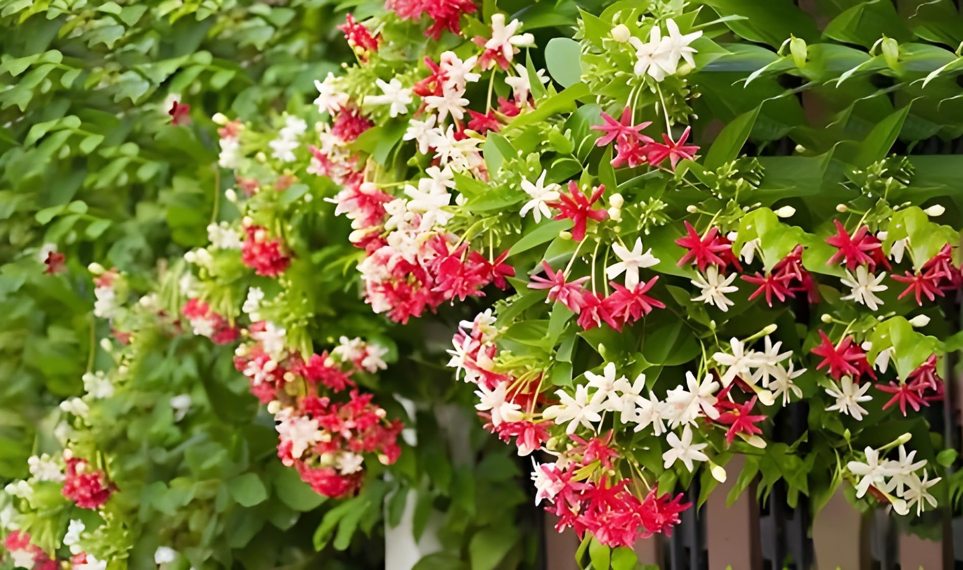 Green view Live Madhumalati - (Rangoon Creeper Flower) Climbing Plant - Decorative Madhabilata Flower Live Plant for All Season Garden (B0CMQ52ZJ1) Amazon Price History, Amazon Price Tracker
