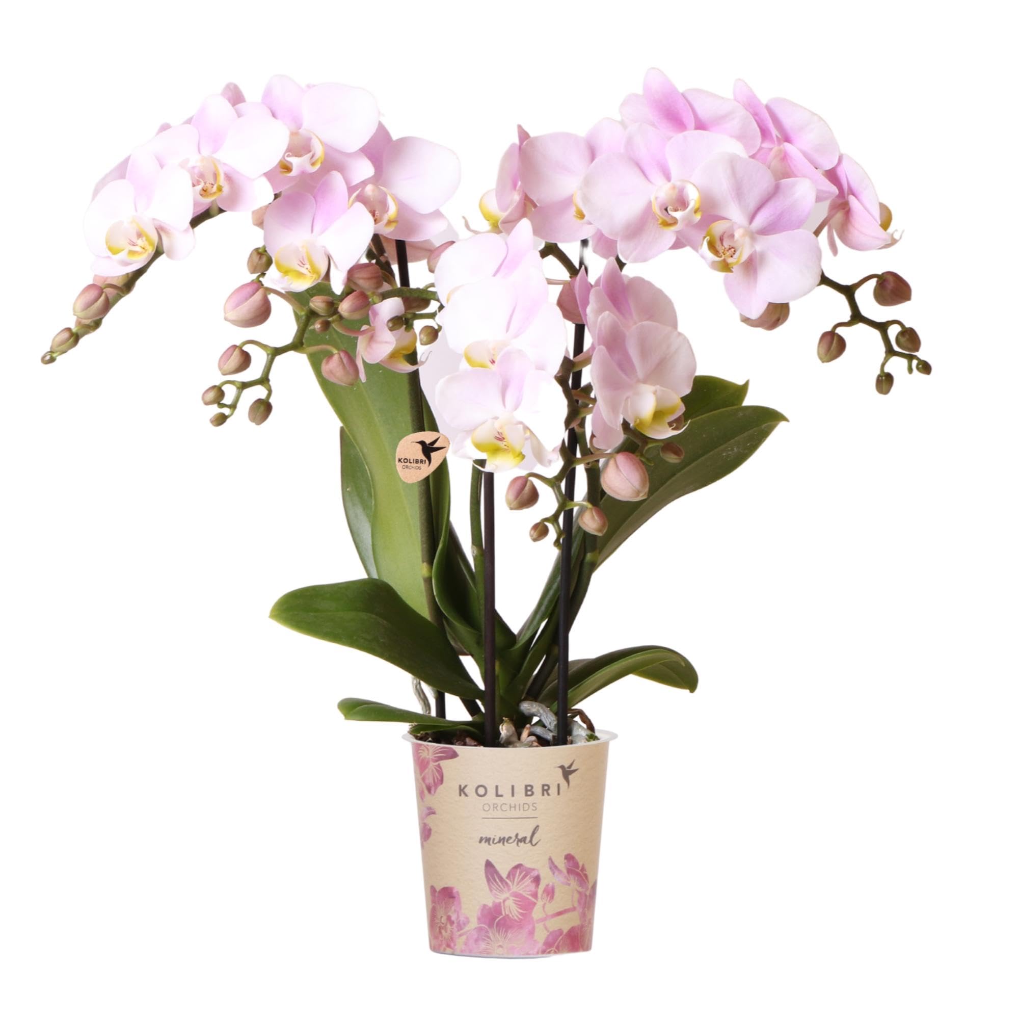 Kolibri Orchids | Rosa Phalaenopsis Orchidee - Portugal - Topfgröße Ø9cm | Blühende Zimmerpflanze - Frisch vom Züchter