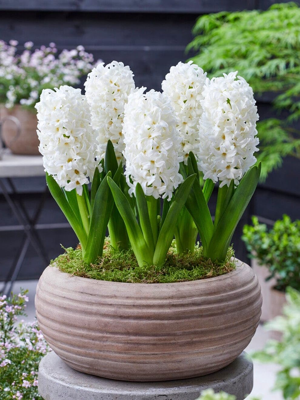 Plantogallery Hyacinth Flower Bulbs (White Pearl 1pc) : Amazon.in