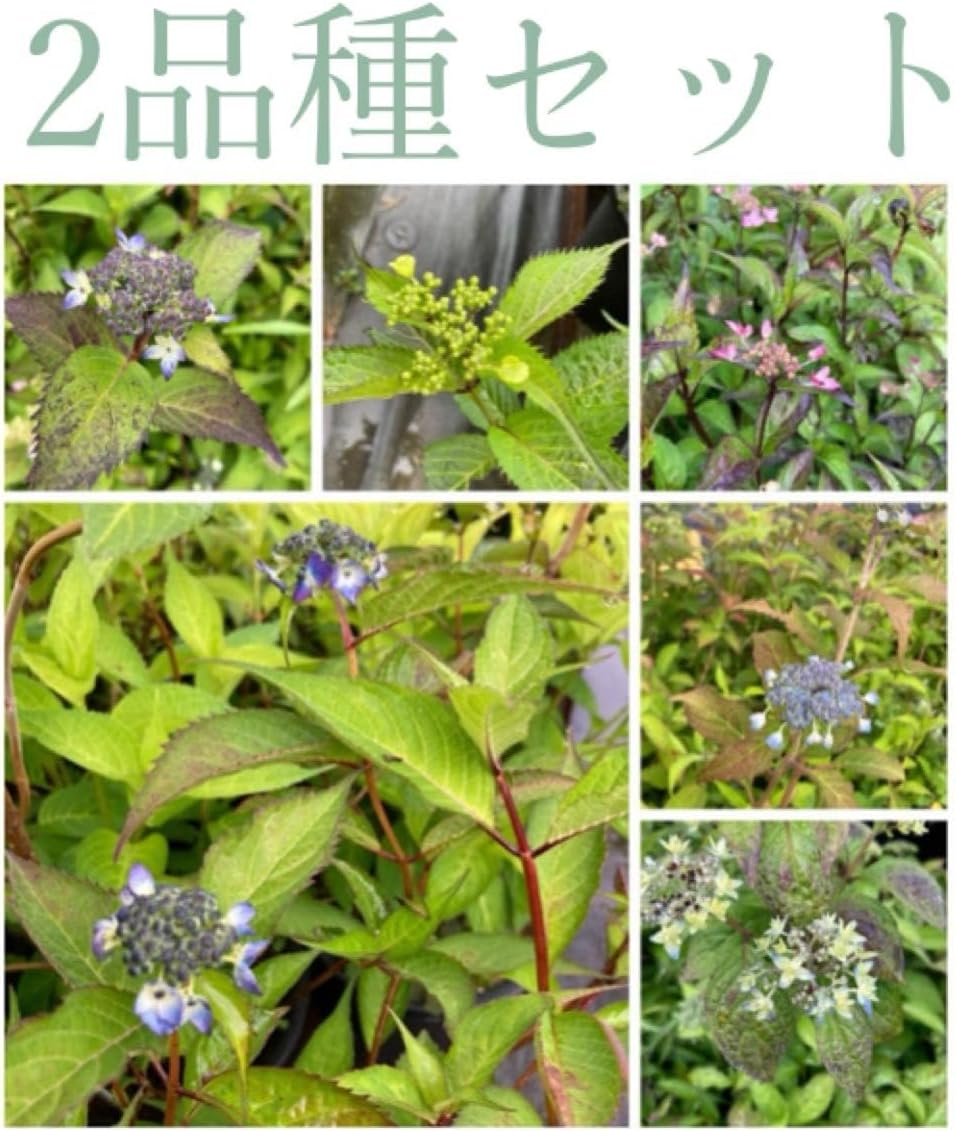 実生オベサ 3株セット！！② オベサ実生3本セット ユーフォルビア