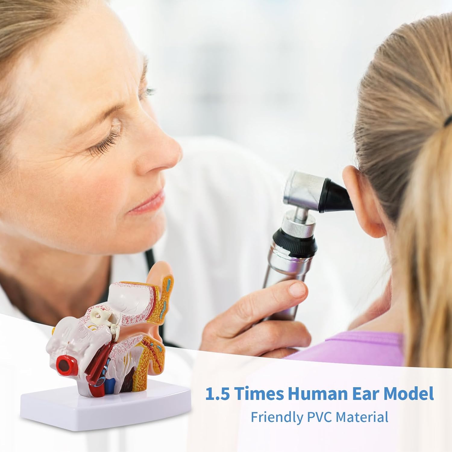 SFXYJ Ear Model 1.5X Enlarged Human, Ear Anatomy Model Outer Middle Inner Ear Model Professional PVC for Science Classroom Medical Anatomy and Physiology Study Teaching