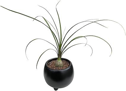 Amazon 花のギフト社 トックリラン ポニーテール 2号 陶器 鉢植え 観葉植物 ミニ観葉 陶器 黒 誕生日 観葉植物 オンライン通販