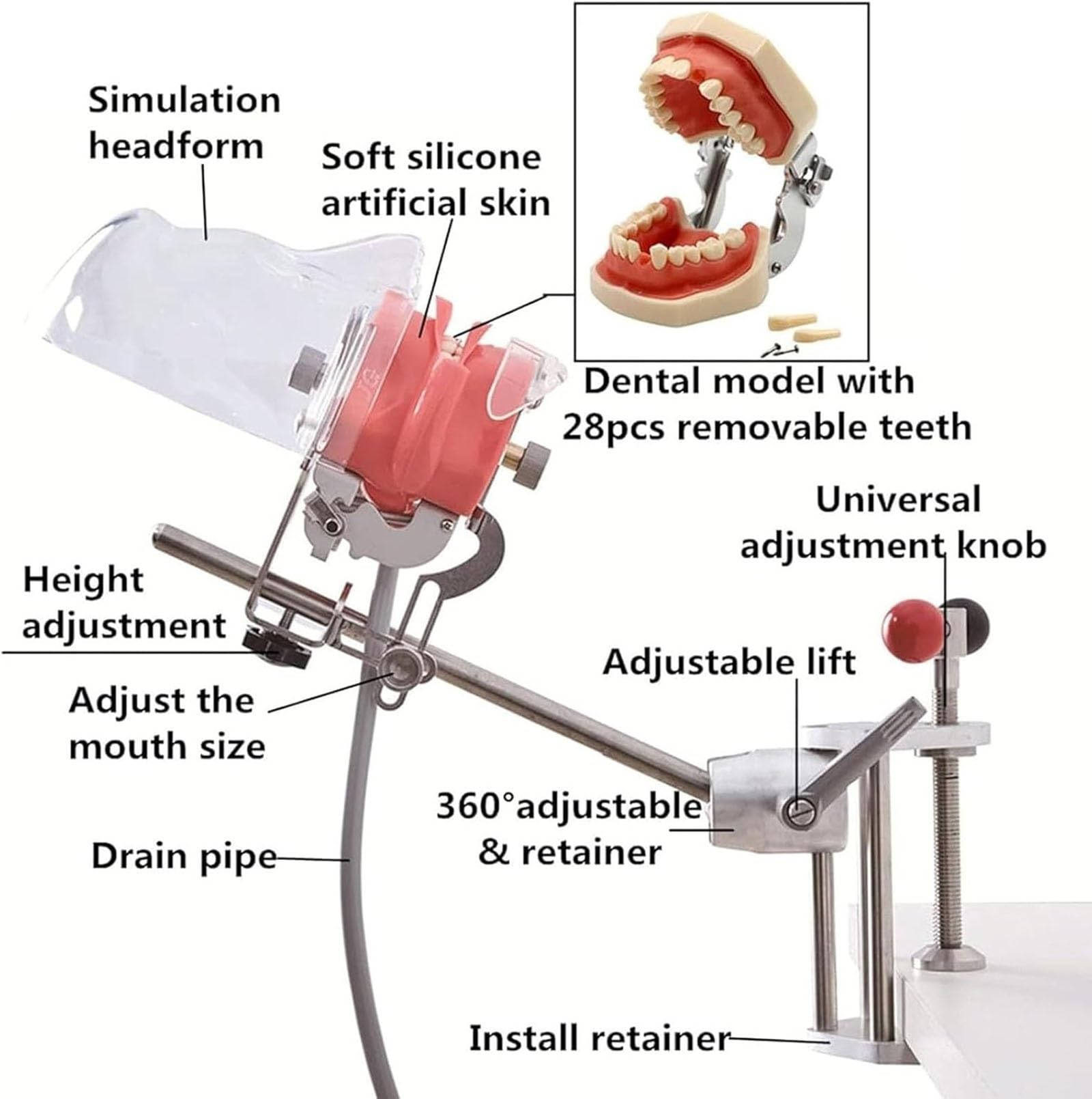Dental Simulator Manikin Phantomkopf Kunststoff pädagogisches Zahnmodell mit Tischhalterung 32 Zähne 360-Grad-Verstellung