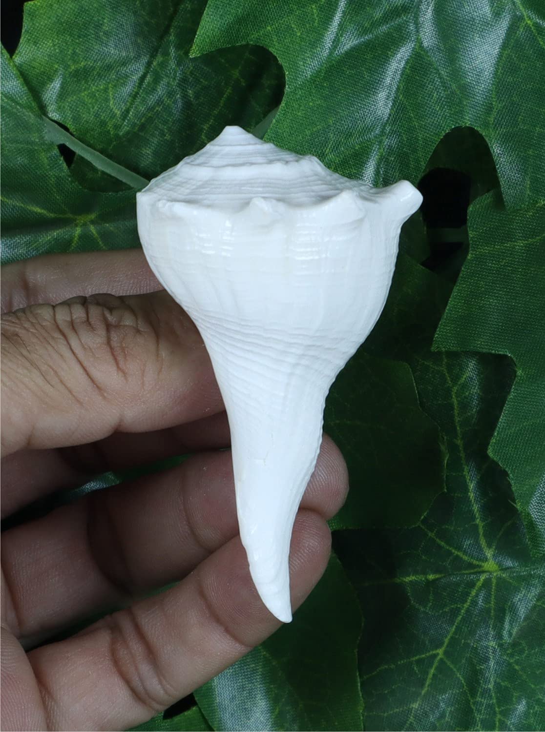 ASHIRWAD Dakshinavarti Original Shankh Valampuri Sangu - Conchiglia per destrorsi