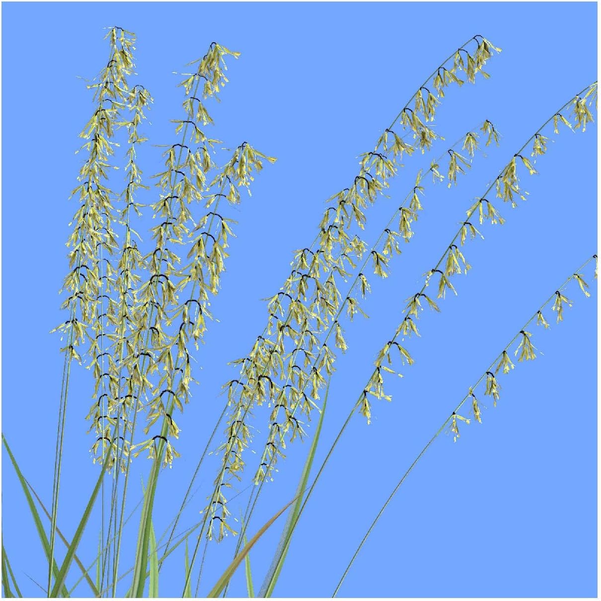 Everwilde Farms - 1 Lb Side-Oats Grama Native Grass Seeds - Gold Vault