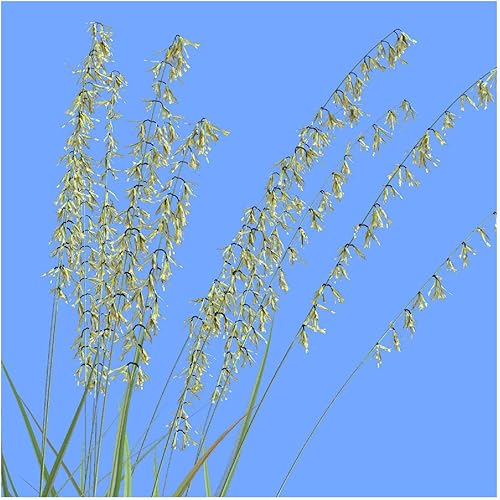 Miniatura 2 de Everwilde Farms - Semillas de hierba nativa Grama de avena lateral de 1 onza - Gold Vault