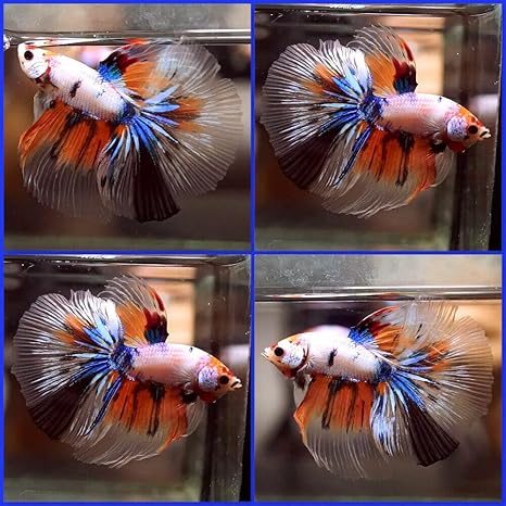 live betta fish amazon