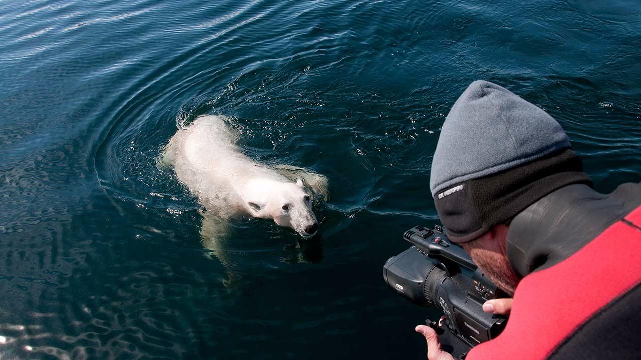 Amazon.com: Arctic Tale [DVD] : Movies & TV