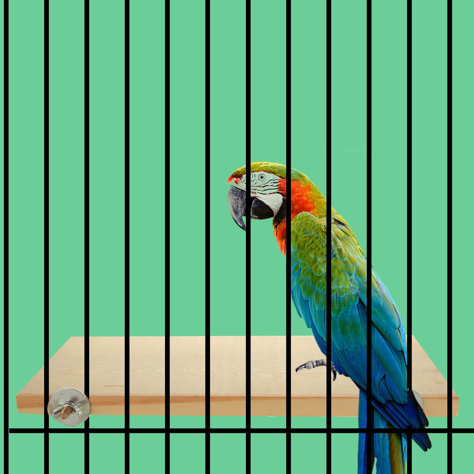 4 Pack 5 x 12 Inches Bird Perches - Natural Wooden Flat Bird Perch - Rectangle Bird Perch Stand Platform for Parrot, Budgies, Parakeet, Cockatiels, Conure, Lovebirds - image 7