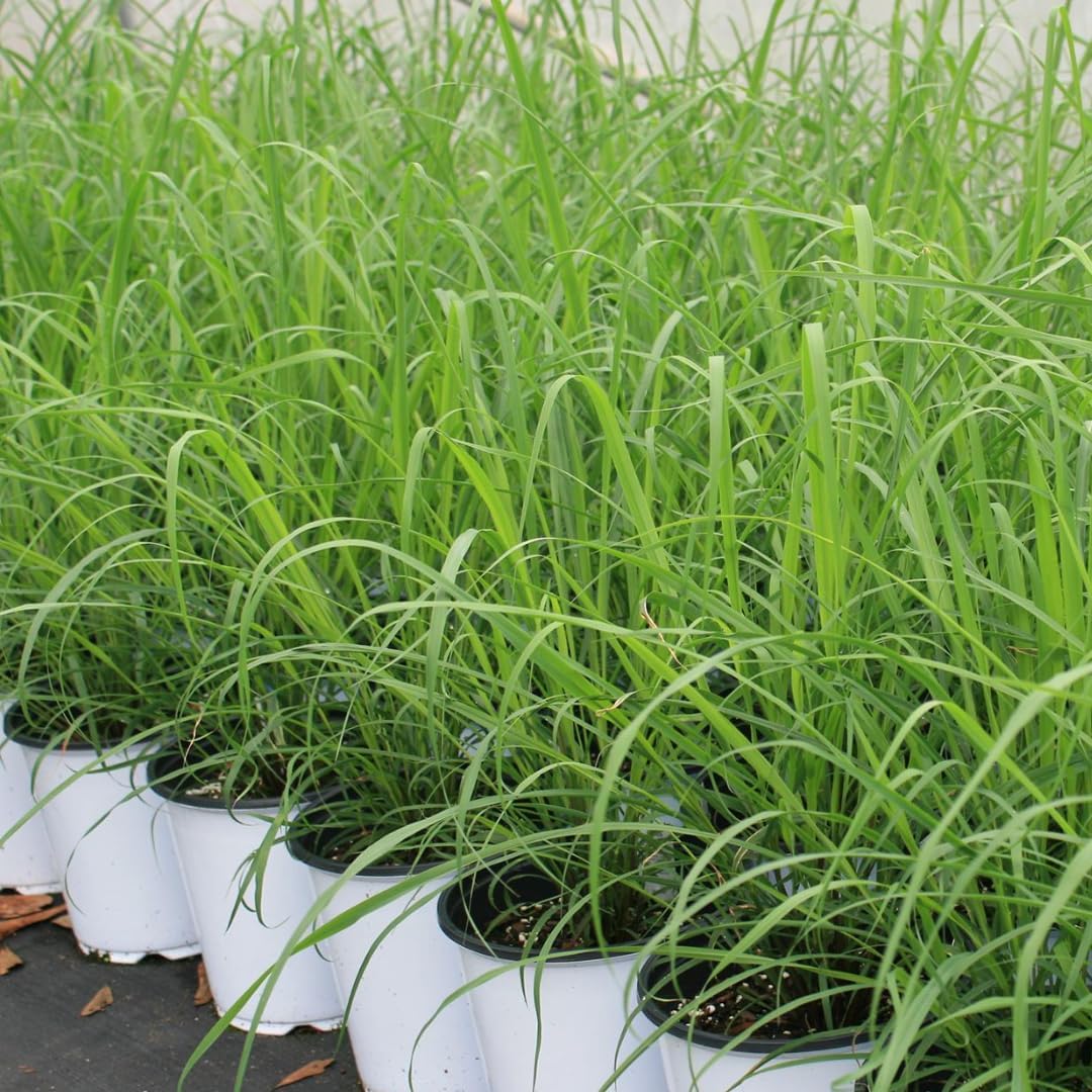 Set 20 Big Lemongrass Plants Live Fully Rooted for Planting, Lemon Grass Live Plants, Fresh Rooted Lemongrass Stalks for Planting Outdoors