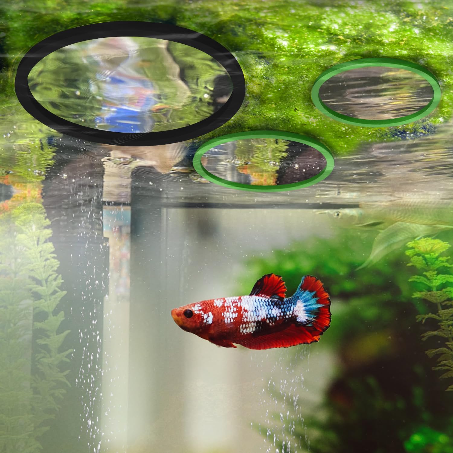 Schwimmende Pflanzenringe Für Aquarium – 5 Größen, EVA-Schaum, Grün, Hält Pflanzen & Futter