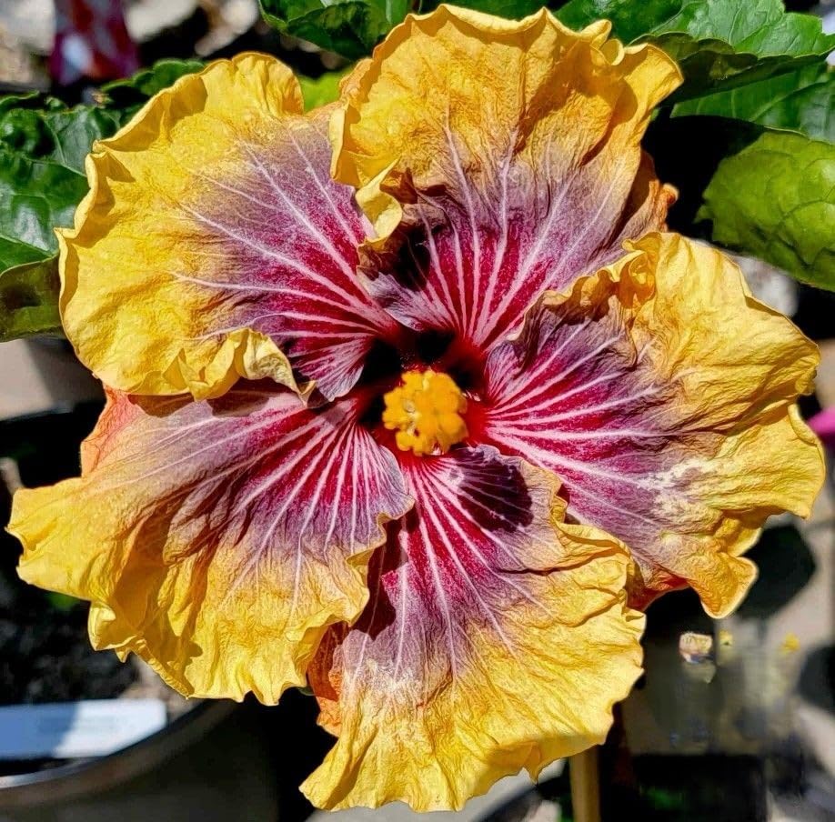 Excellent Hibiscus Bulbs UK, Rhizome for Planting, Hardy Perennial, Excellent Display, Natural Organic, Wedding, Balcony Garden-1 Rhizome-H