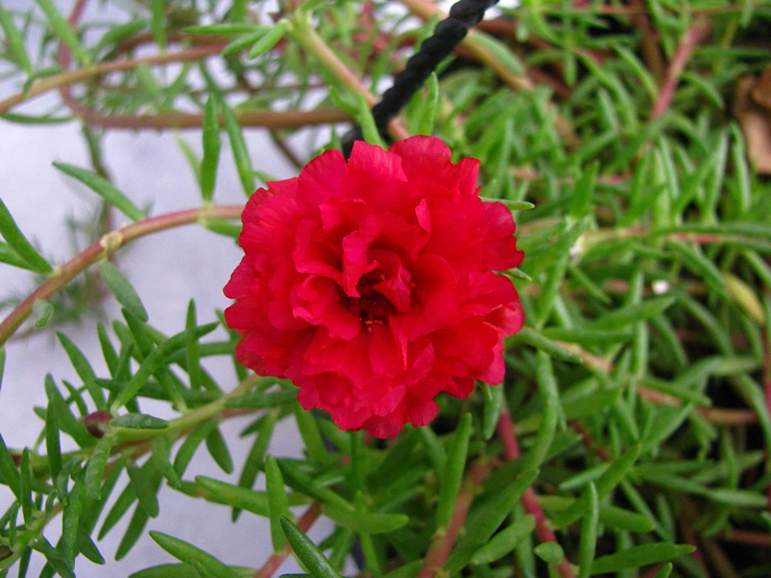 PMK E STORE Live 9 O Clock/Portulaca Red Flower Plant with Pot (B0912CT953) Amazon Price History, Amazon Price Tracker