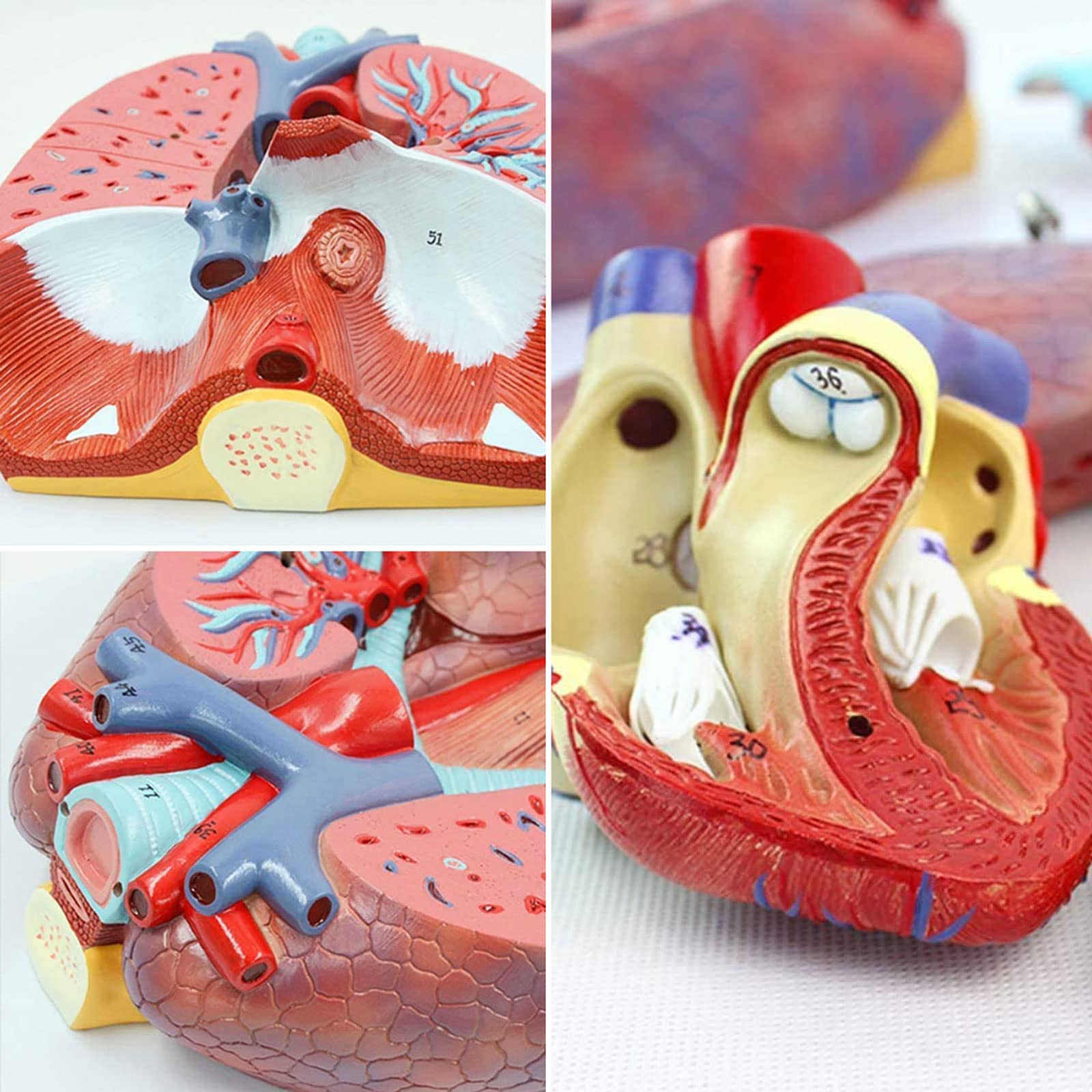 Anatomia anatomiczna człowieka Układ oddechowy Model medyczny gardło serce płuco płuco z krtanią nauczanie medyczne modele anatomiczne
