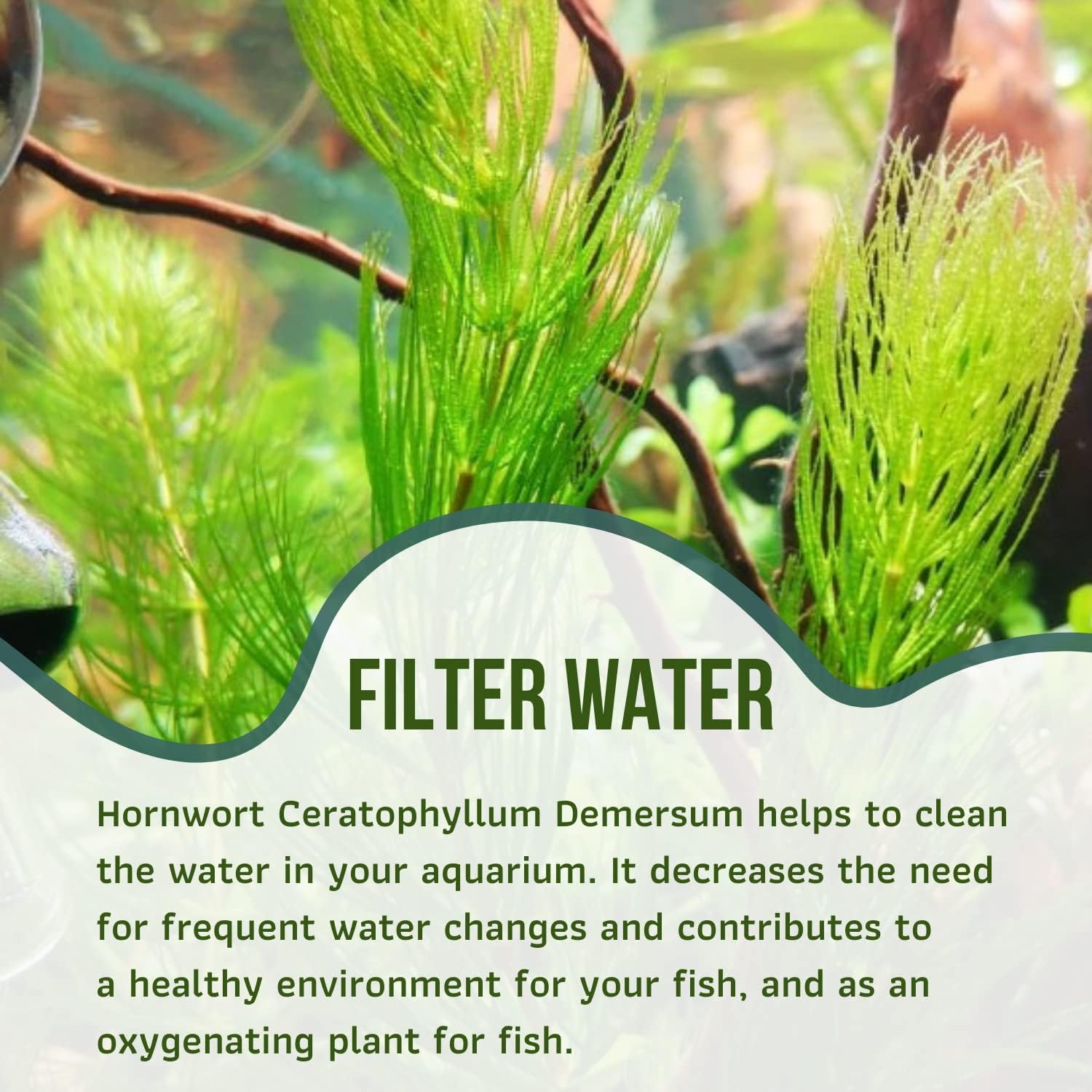 Mainam Hornwort Ceratophyllum Demersum Tropical Freshwater Live Aquarium Plant Decorations (12 Pack)