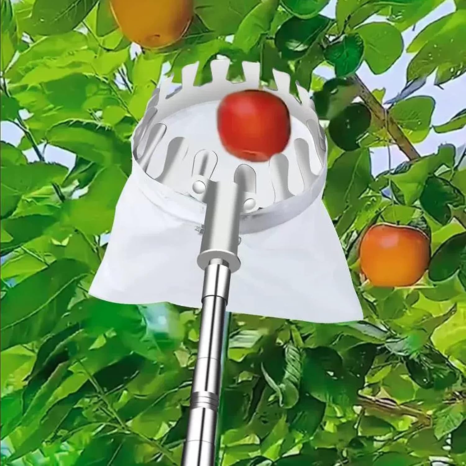 Raccoglitore di frutta con manico telescopico, regolabile, strumento per raccogliere la frutta, pratico aiuto per la raccolta di cachi, pesca, pera, mela, prugna, mango, bardona, A, 5 m