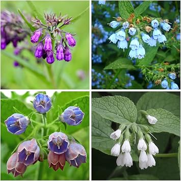 80+ Comfrey Seed for Planting,Comfrey Symphytum Officinale Seeds,Non-GMO Heirloom Pollinator Friendly Herb Seed for Home Outdoor Garden