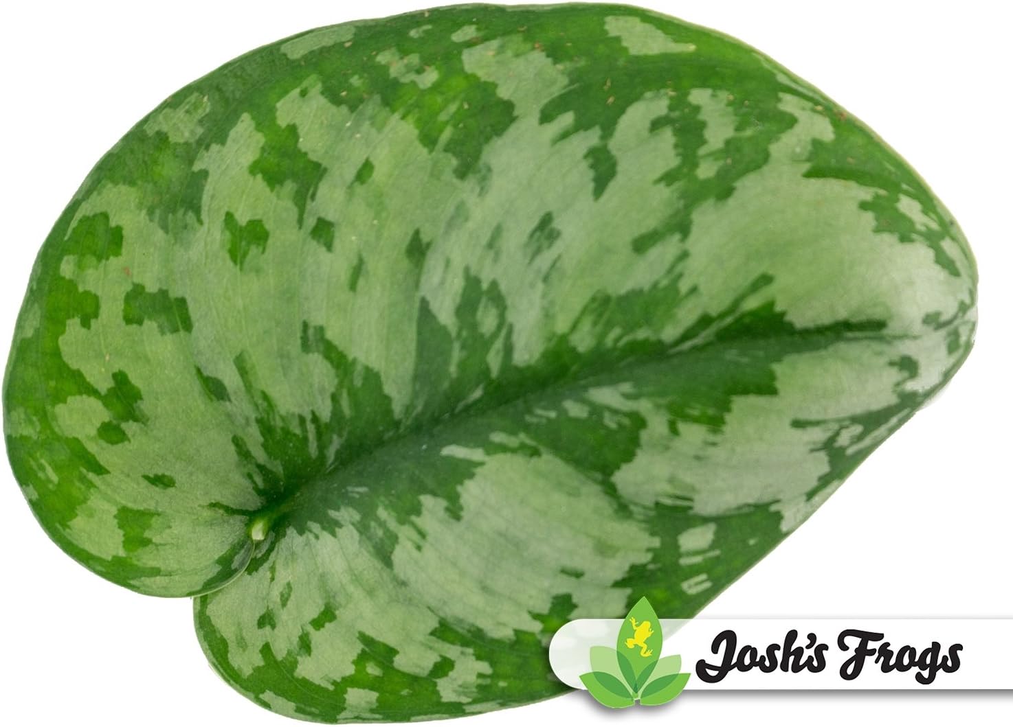 Scindapsus pictus - Silver Pothos