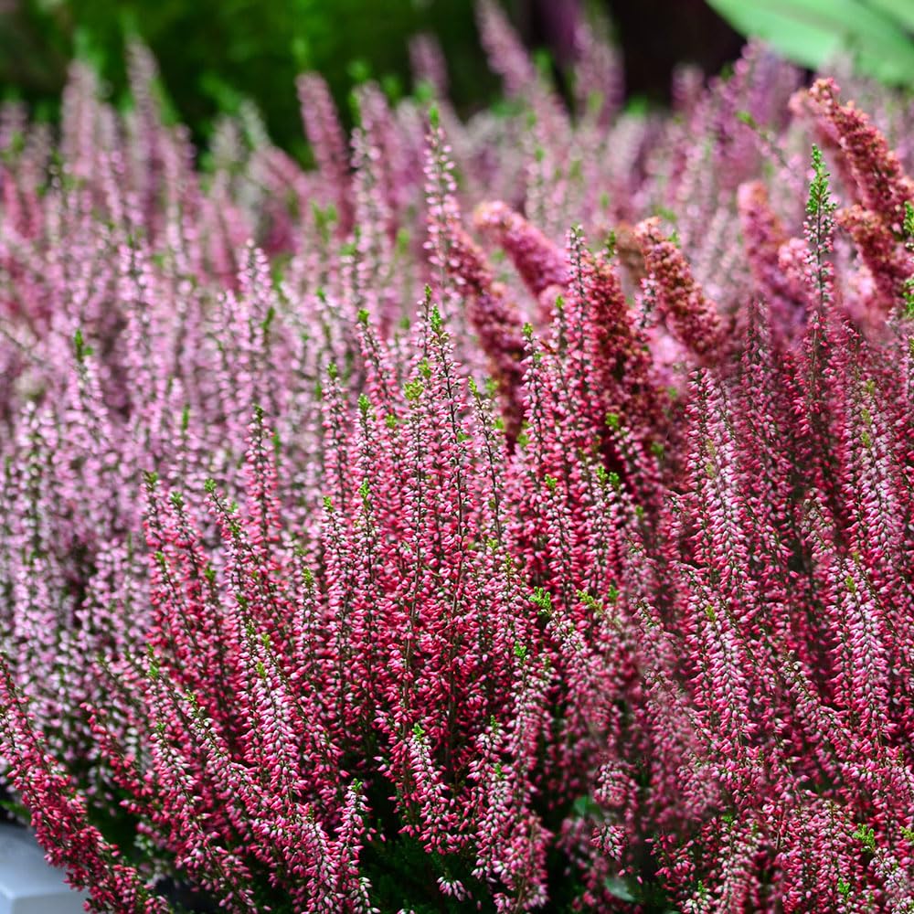 Limonium Pink Pokers Seeds – Long-Lasting Blooms – Great for Cutting & Drying – Half Hardy Annual – for Your Beautiful Garden