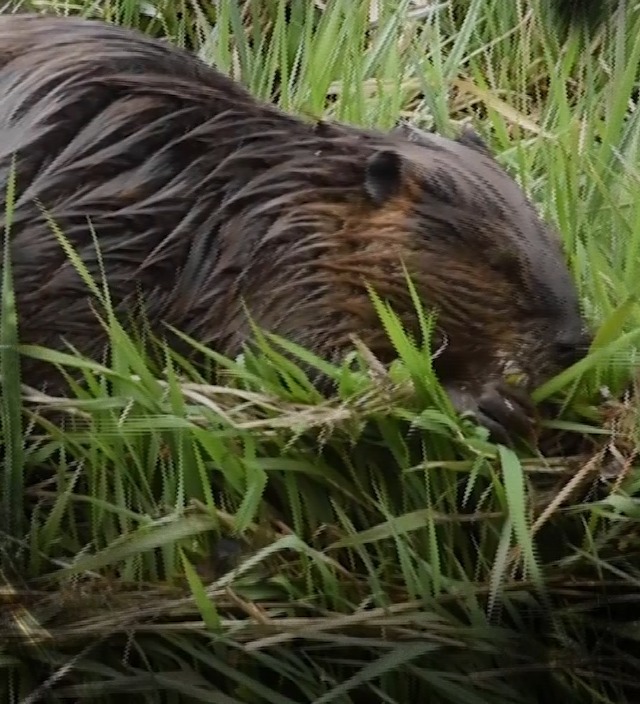 Home On The Range Body Lotion on Amazon Live