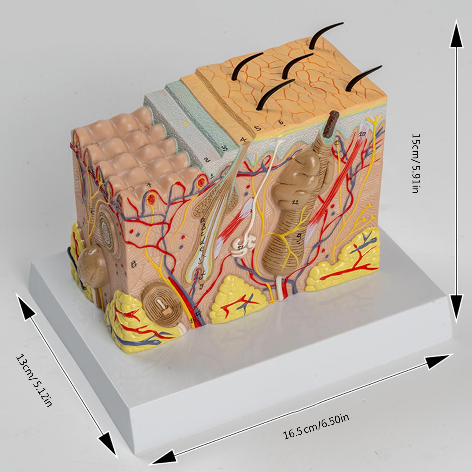 Modelo anatómico de la piel Estructura de la piel humana Modelo de anatomía Ayudas para la enseñanza médica para estudio de enfermedades Informe de conferencia médica Estructura diseccionable