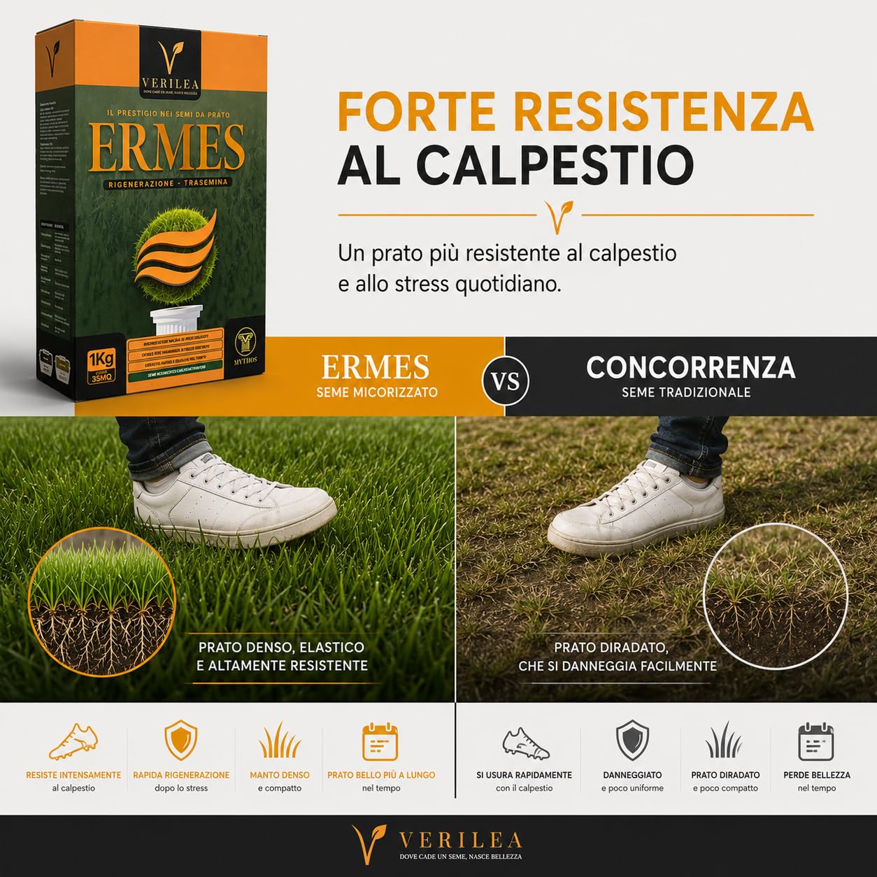 ERMES Semi da Prato micorizzati, Loietto Perenne 90%, Poa Pratensis 10%, Crescita Rapida (10Kg per 350mq)