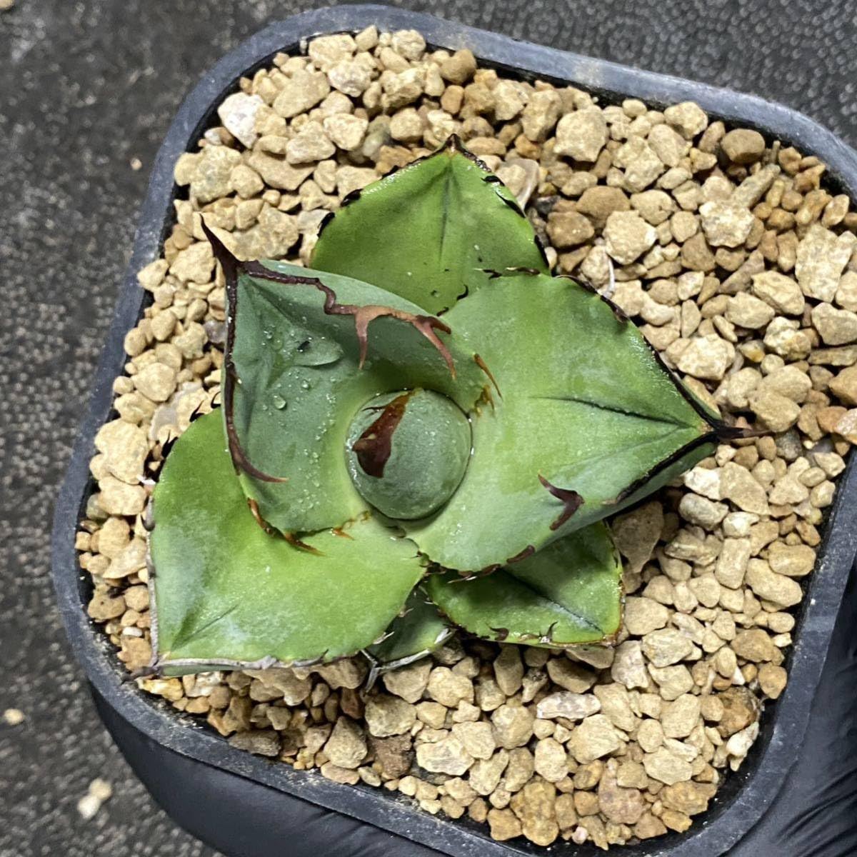 Amazon.co.jp: 多肉植物 アガベ チタノタ特選ジャガーノート 純血 小株 