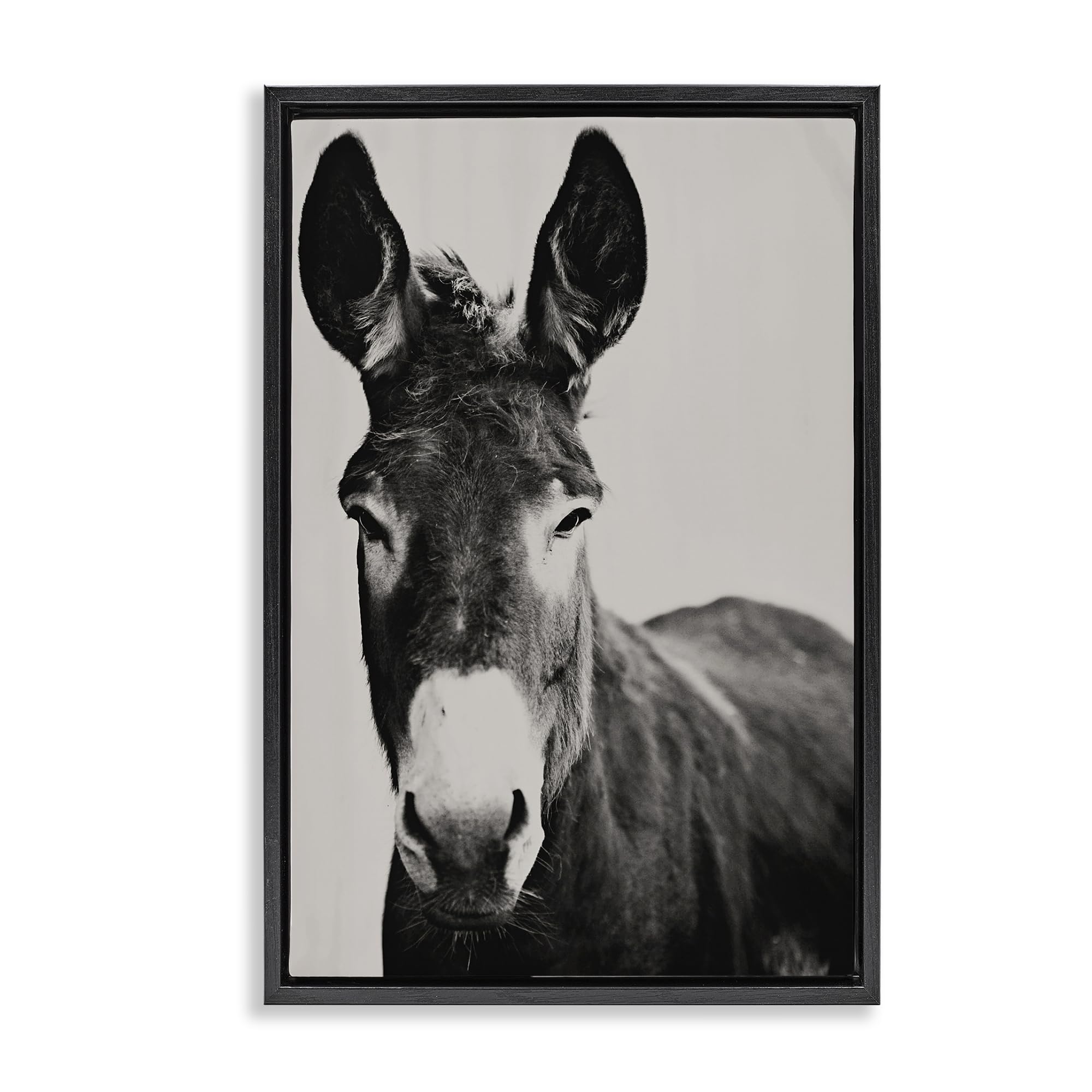Stupell Industries 'Franz the Donkey Portrait', Floating Frame Canvas Art, Black, 21 x 31 Inches, Easy to Hang and Sturdy, Made in USA, by Amy Carroll