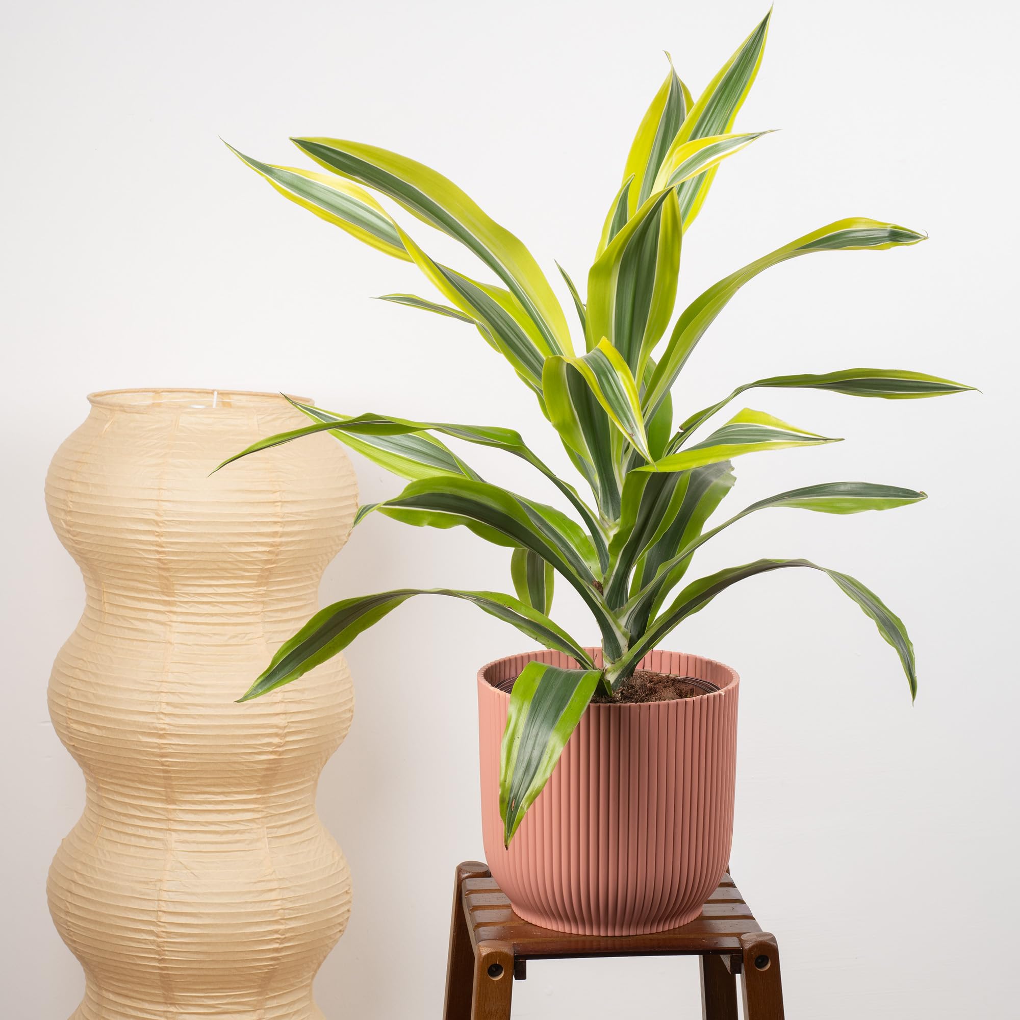 Dracaena Lemon & Lime Indoor House Plant - Air-Purifying Low Maintenance Dragon Live Plant - Perfect for Home or Office Decor (17cm Pot, 50-60cm)