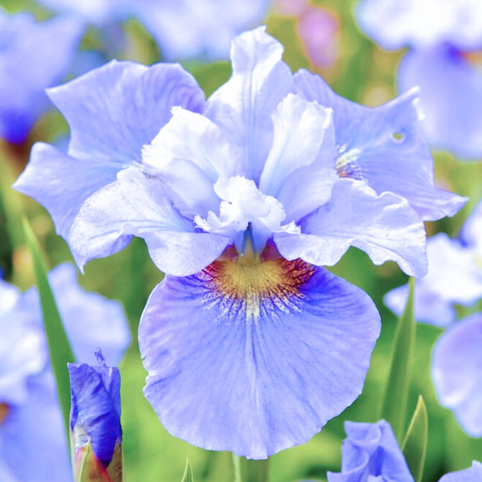 Iris Bulbs for Planting, Wedding, Now UK, Perfect UK Now, Perennial, Garden Flowers, Iris Bulbs, Simple Planting,-8bulb-f