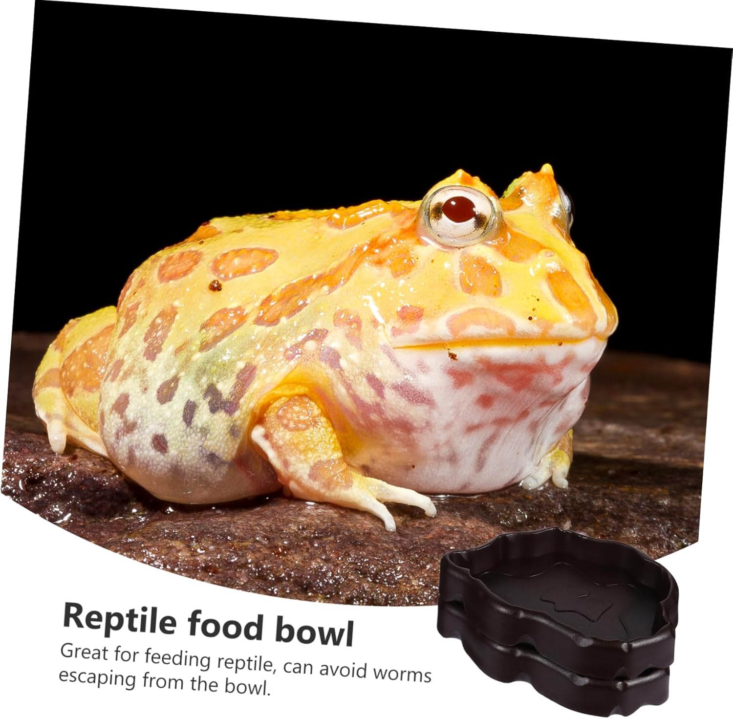 Reptile Water Bowl Reptile Feeding Bowl,6 Pcs Reptile Bowl Pet Bowl Reptile Feeding Bowl Reptile Drinking Dish Resin Reptile Feeder Reptile Feeder Bowl Pet Lizard Dish Gecko