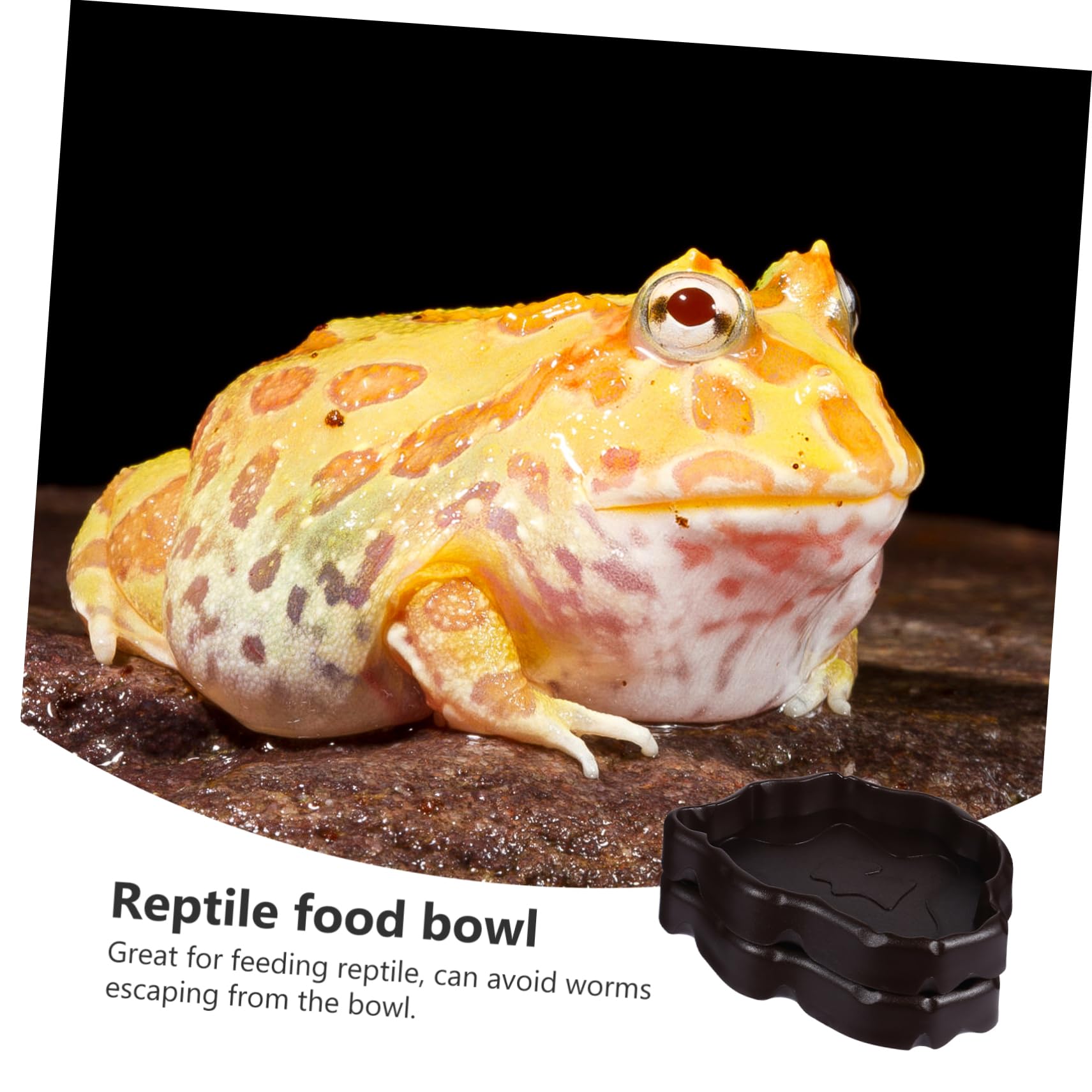 Cuenco de agua para reptiles Cuenco for alimentación de reptiles, 6 piezas Cuenco for reptiles Cuenco for mascotas Cuenco for alimentación de reptiles Plato for beber for reptiles Comedero de resina f