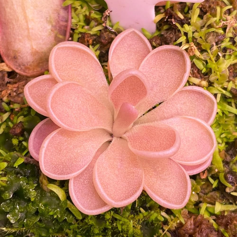 Fettkraut fleischfressende pflanze samen, pflanzen für sonnige plätze，garten deko zimmerpflanzen，gartendeko für draußen bonsai samen，deko garten einfach zu Pflanzen，pflanzen für 150pcs