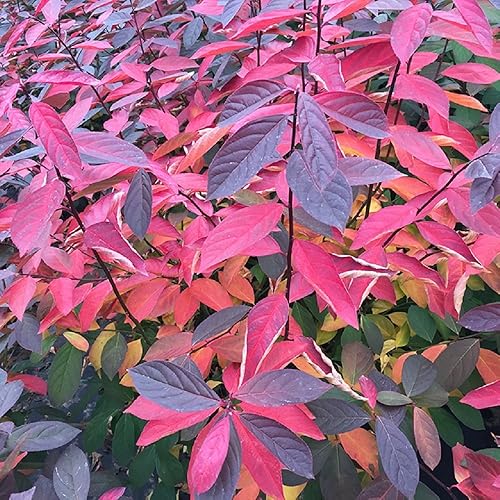 Miniatura 2 de Scentlandia Sweetspire - Maceta de 4" - Itea - Ganadores probados