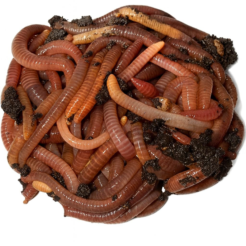 Wormi Vermi Live Axolotl Food - Premium Dendrobaena Worms - Gut-Loaded Earthworms for Healthy Growth & Vitality - Live Arrival Guarantee - High Protein Diet for Amphibians & Newts (50g)