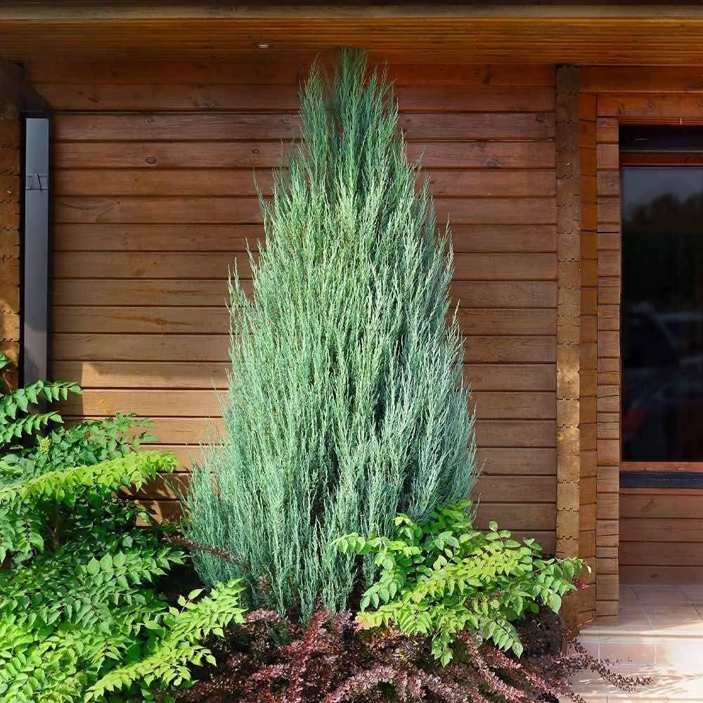 Skyrocket Juniper - 10 Live 4 Inch Pots - Juniperus Scopulorum - Formal Upright Evergreen Tree