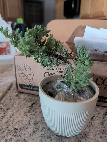 Review Image by Amazon Customer